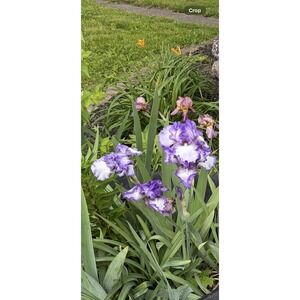 2 bearded Iris Rhizomes White/ Purple "Jesse's Song" plicata‎ coloration